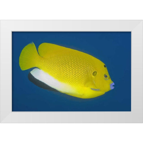 Angelfish, Raja Ampat, Papua, Indonesia White Modern Wood Framed Art Print by Shimlock, Jones