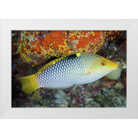 Colorful wrasse, Raja Ampat, Papua, Indonesia White Modern Wood Framed Art Print by Shimlock, Jones