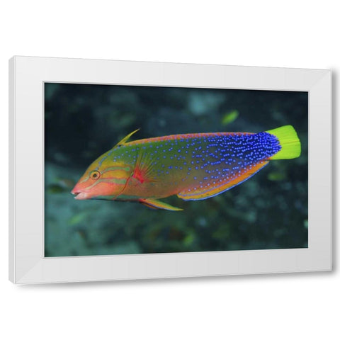 Colorful wrasse, Raja Ampat, Papua, Indonesia White Modern Wood Framed Art Print by Shimlock, Jones