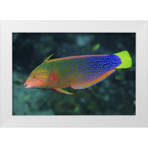 Colorful wrasse, Raja Ampat, Papua, Indonesia White Modern Wood Framed Art Print by Shimlock, Jones