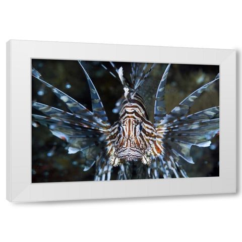 Frontal Poisonous scorpionfish, Papua, Indonesia White Modern Wood Framed Art Print by Shimlock, Jones