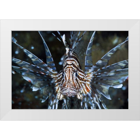 Frontal Poisonous scorpionfish, Papua, Indonesia White Modern Wood Framed Art Print by Shimlock, Jones