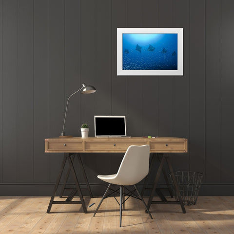 Five rays swim past baitfish, Papua, Indonesia White Modern Wood Framed Art Print by Shimlock, Jones