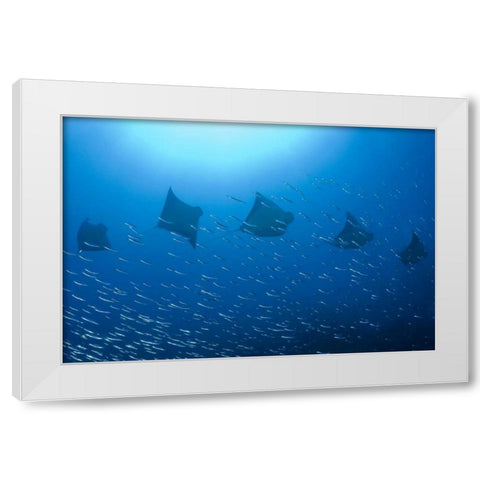 Five rays swim past baitfish, Papua, Indonesia White Modern Wood Framed Art Print by Shimlock, Jones