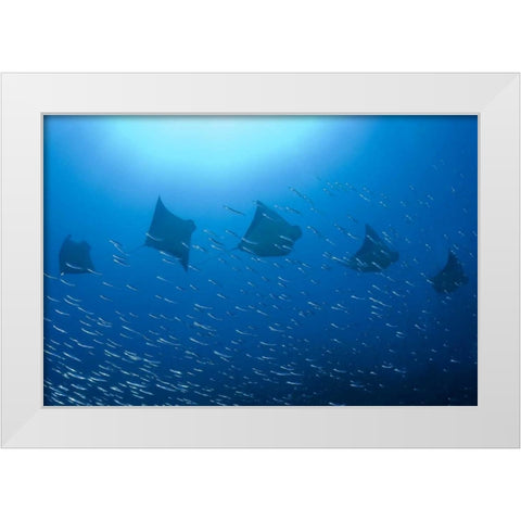 Five rays swim past baitfish, Papua, Indonesia White Modern Wood Framed Art Print by Shimlock, Jones
