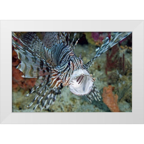 Poisonous scorpionfish yawning, Papua, Indonesia White Modern Wood Framed Art Print by Shimlock, Jones