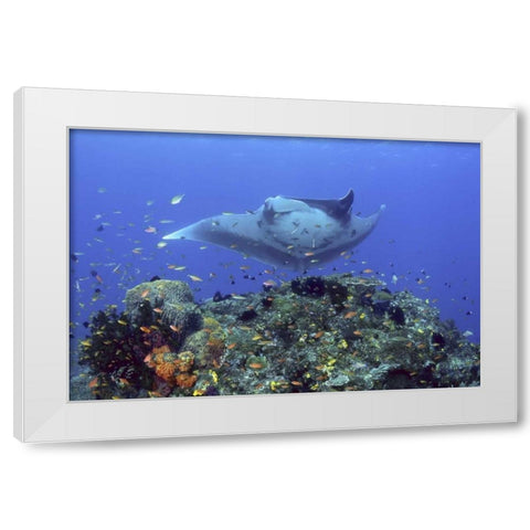 Manta ray glides over reef, Irian Jaya, Indonesia White Modern Wood Framed Art Print by Shimlock, Jones