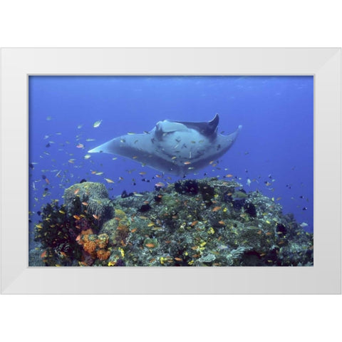 Manta ray glides over reef, Irian Jaya, Indonesia White Modern Wood Framed Art Print by Shimlock, Jones