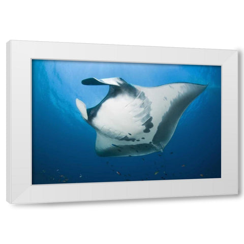 Manta rays underside, Irian Jaya, Indonesia White Modern Wood Framed Art Print by Shimlock, Jones