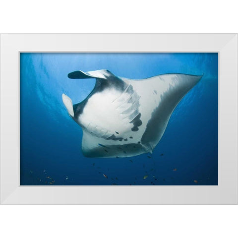 Manta rays underside, Irian Jaya, Indonesia White Modern Wood Framed Art Print by Shimlock, Jones