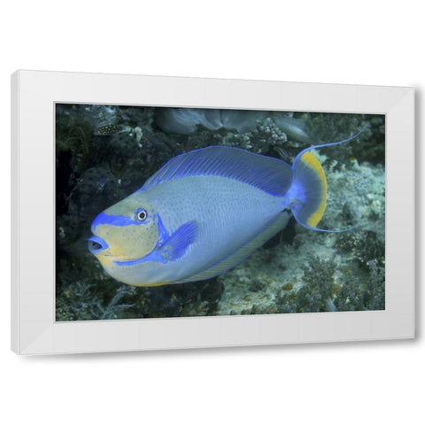 Surgeonfish, Irian Jaya, West Papua, Indonesia White Modern Wood Framed Art Print by Shimlock, Jones