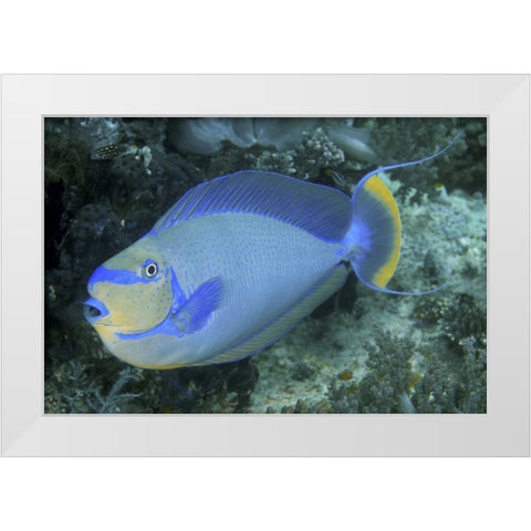 Surgeonfish, Irian Jaya, West Papua, Indonesia White Modern Wood Framed Art Print by Shimlock, Jones