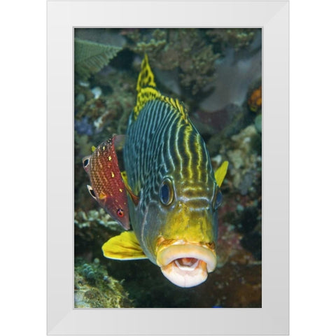 Lined sweetlip fish is being cleaned, Indonesia White Modern Wood Framed Art Print by Shimlock, Jones