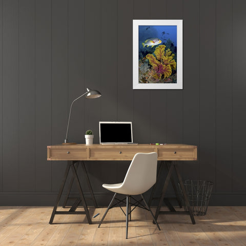 Sweetlip fish over coral, Irian Jaya, Indonesia White Modern Wood Framed Art Print by Shimlock, Jones