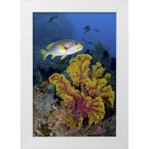 Sweetlip fish over coral, Irian Jaya, Indonesia White Modern Wood Framed Art Print by Shimlock, Jones