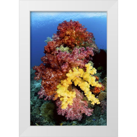 Corals on reef, Irian Jaya, West Papua, Indonesia White Modern Wood Framed Art Print by Shimlock, Jones