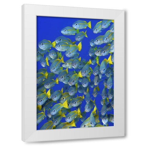 Yellowtail snapper fish, Irian Jaya, Indonesia White Modern Wood Framed Art Print by Shimlock, Jones