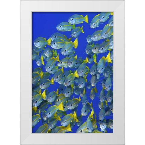 Yellowtail snapper fish, Irian Jaya, Indonesia White Modern Wood Framed Art Print by Shimlock, Jones