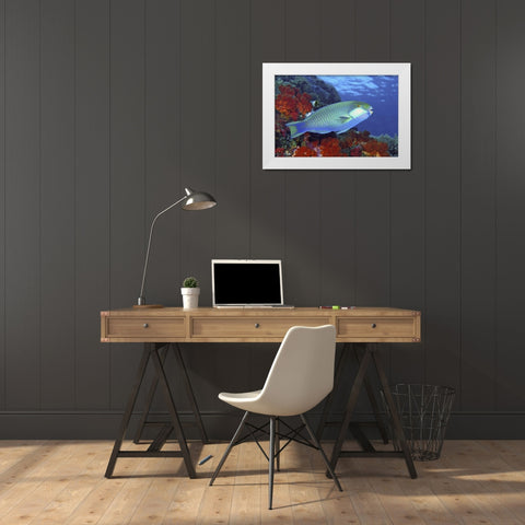 Parrotfish, Irian Jaya, West Papua, Indonesia White Modern Wood Framed Art Print by Shimlock, Jones
