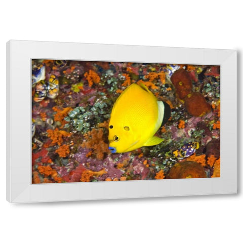 Angelfish, Irian Jaya, West Papua, Indonesia White Modern Wood Framed Art Print by Shimlock, Jones