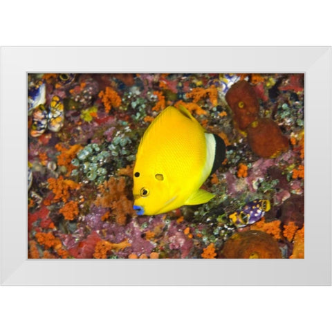 Angelfish, Irian Jaya, West Papua, Indonesia White Modern Wood Framed Art Print by Shimlock, Jones