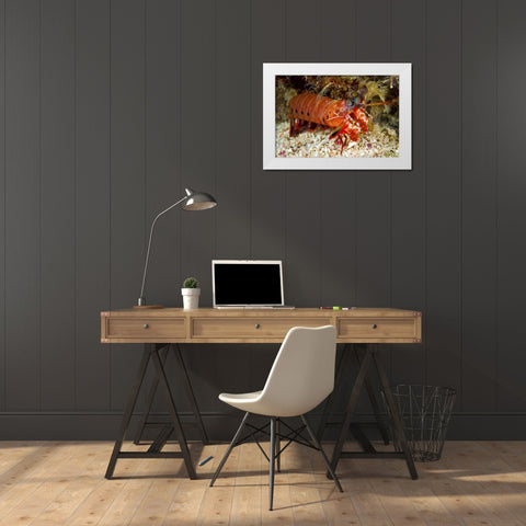 Shrimp on ocean floor, Irian Jaya, Indonesia White Modern Wood Framed Art Print by Shimlock, Jones