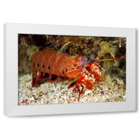 Shrimp on ocean floor, Irian Jaya, Indonesia White Modern Wood Framed Art Print by Shimlock, Jones