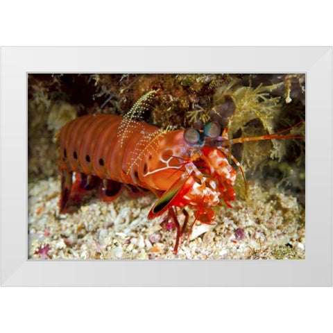 Shrimp on ocean floor, Irian Jaya, Indonesia White Modern Wood Framed Art Print by Shimlock, Jones