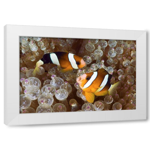 Anemonefish in an anemone, Raja Ampat, Indonesia White Modern Wood Framed Art Print by Shimlock, Jones