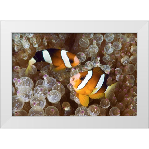 Anemonefish in an anemone, Raja Ampat, Indonesia White Modern Wood Framed Art Print by Shimlock, Jones