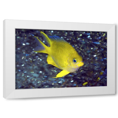 Yellow damselfish, West Papua, Indonesia White Modern Wood Framed Art Print by Shimlock, Jones