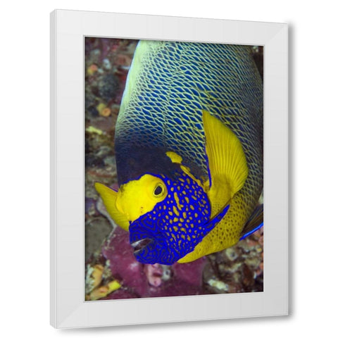 Detail of angelfish, Irian Jaya, Indonesia White Modern Wood Framed Art Print by Shimlock, Jones