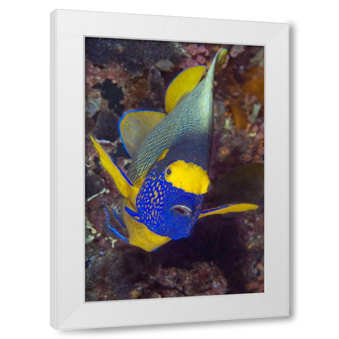 Angelfish, Irian Jaya, West Papua, Indonesia White Modern Wood Framed Art Print by Shimlock, Jones