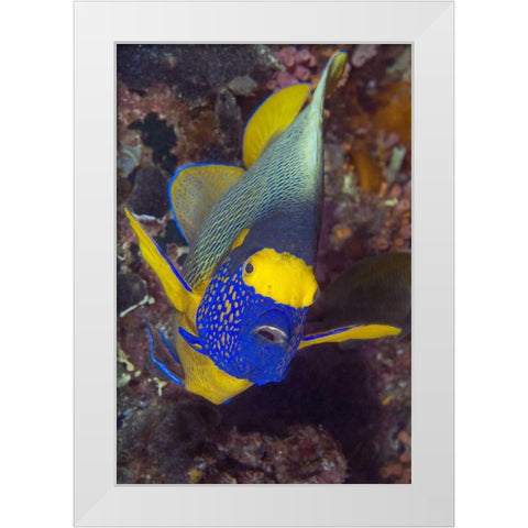 Angelfish, Irian Jaya, West Papua, Indonesia White Modern Wood Framed Art Print by Shimlock, Jones