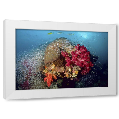 Reef scenics, Irian Jaya, West Papua, Indonesia White Modern Wood Framed Art Print by Shimlock, Jones