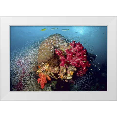 Reef scenics, Irian Jaya, West Papua, Indonesia White Modern Wood Framed Art Print by Shimlock, Jones
