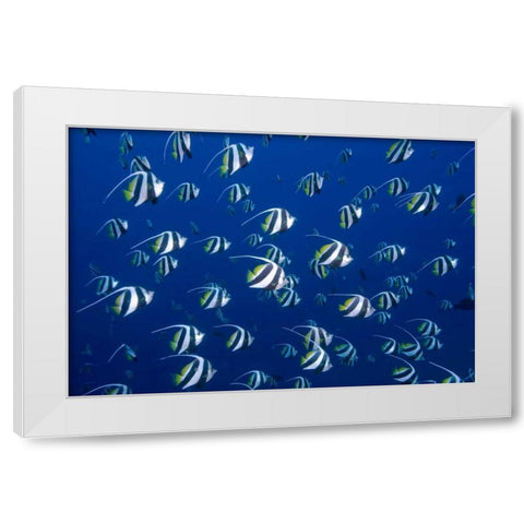 Bannerfish, Irian Jaya, West Papua, Indonesia White Modern Wood Framed Art Print by Shimlock, Jones
