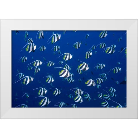 Bannerfish, Irian Jaya, West Papua, Indonesia White Modern Wood Framed Art Print by Shimlock, Jones