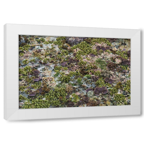 Low tide, Misool Island, Irian Jaya, Indonesia White Modern Wood Framed Art Print by Shimlock, Jones