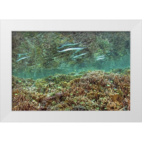 Indonesia, Papua Needlefish feeding by a reef White Modern Wood Framed Art Print by Shimlock, Jones