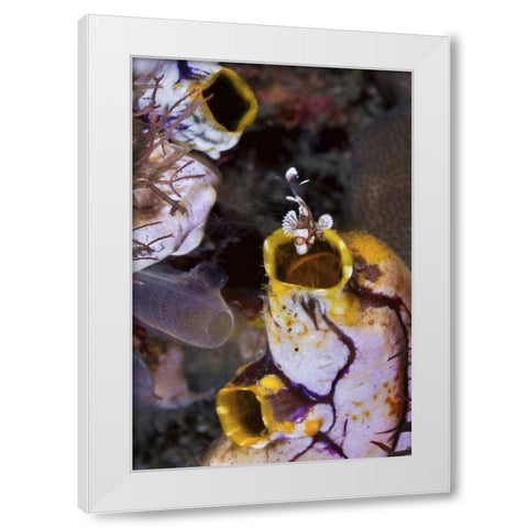 Indonesia, Sweetlip fish in a sea squirts siphon White Modern Wood Framed Art Print by Shimlock, Jones