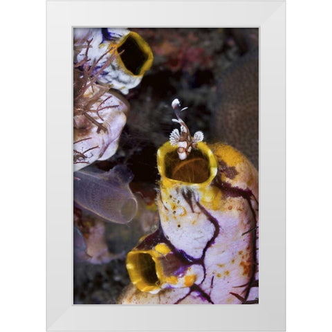 Indonesia, Sweetlip fish in a sea squirts siphon White Modern Wood Framed Art Print by Shimlock, Jones
