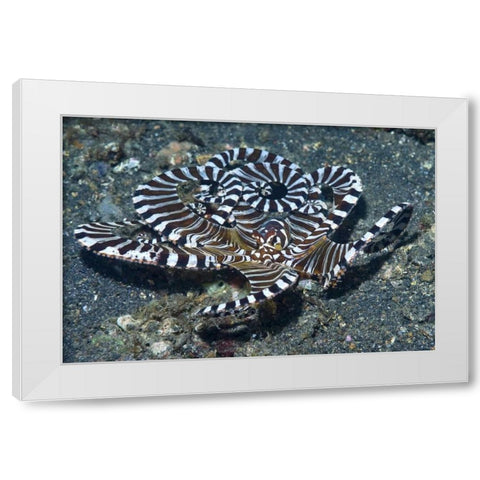 Indonesia A wonderpus long-armed octopus White Modern Wood Framed Art Print by Shimlock, Jones