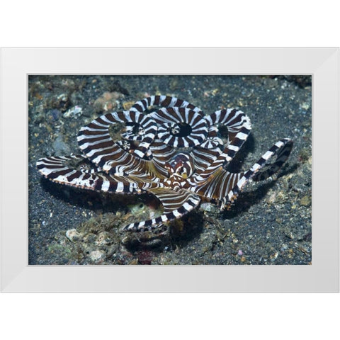 Indonesia A wonderpus long-armed octopus White Modern Wood Framed Art Print by Shimlock, Jones