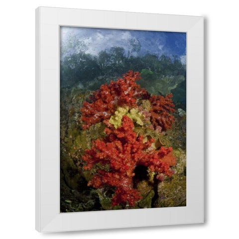 Indonesia, Papua, Fak Fak, Triton Bay Coral reef White Modern Wood Framed Art Print by Shimlock, Jones