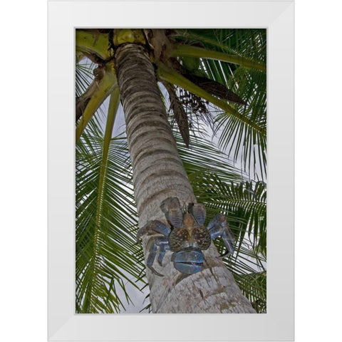 Indonesia, Papua Coconut crab climbs palm tree White Modern Wood Framed Art Print by Shimlock, Jones