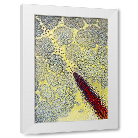 Indonesia, Papua, Raja Ampat Sea star White Modern Wood Framed Art Print by Shimlock, Jones