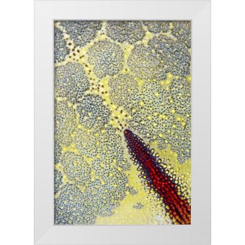 Indonesia, Papua, Raja Ampat Sea star White Modern Wood Framed Art Print by Shimlock, Jones