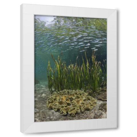 Indonesia, Papua Baitfish swims above coral White Modern Wood Framed Art Print by Shimlock, Jones