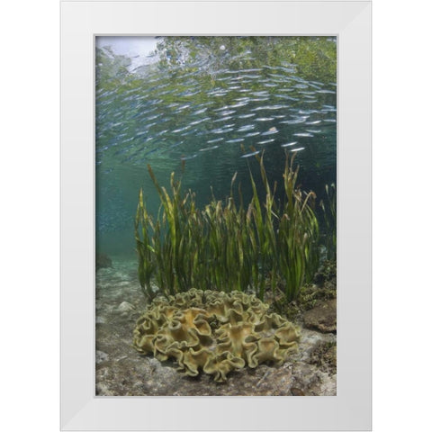Indonesia, Papua Baitfish swims above coral White Modern Wood Framed Art Print by Shimlock, Jones